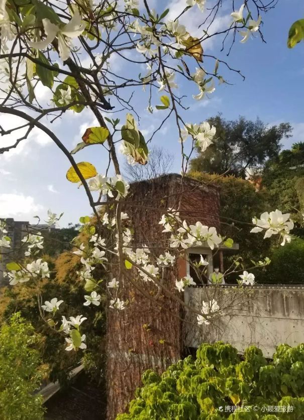 Lychee Park Flower Viewing | Unique White Flowers Show the Beauty