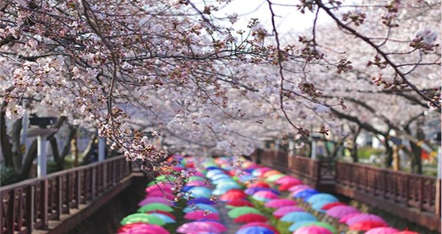 Don't miss the cherry blossoms in Zhenhai when enjoying cherry blossoms in Korea.
