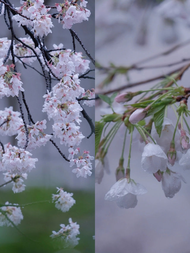 In April, I'm going to Nara Yoshino Mountain to experience the cherry blossoms of spring. Here's a nanny-level guide.