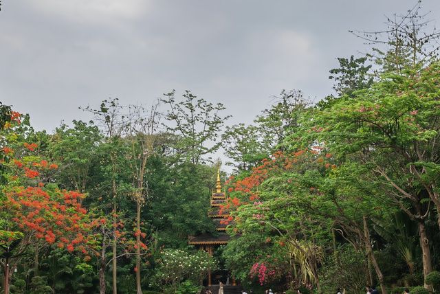 Read a legendary story of the rainforest, the ancient, mysterious and passionate Xishuangbanna.