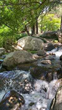 Forest wonderland