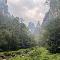 Monkeys in the Misty Forest and Pandora Peaks