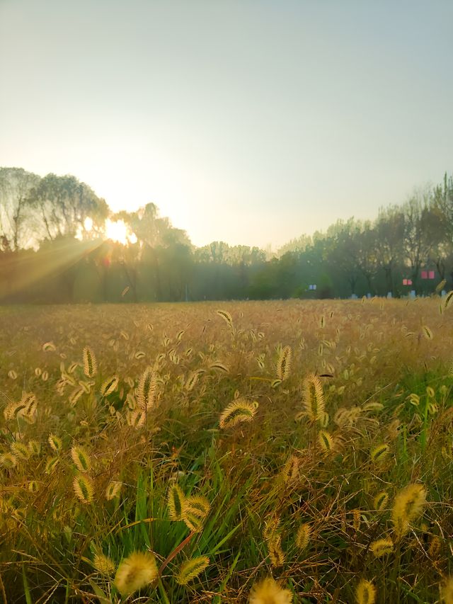 擁有森林棧道的天津免費公園