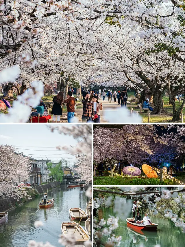 聽第一朵櫻花盛開的聲音九州賞櫻逐春