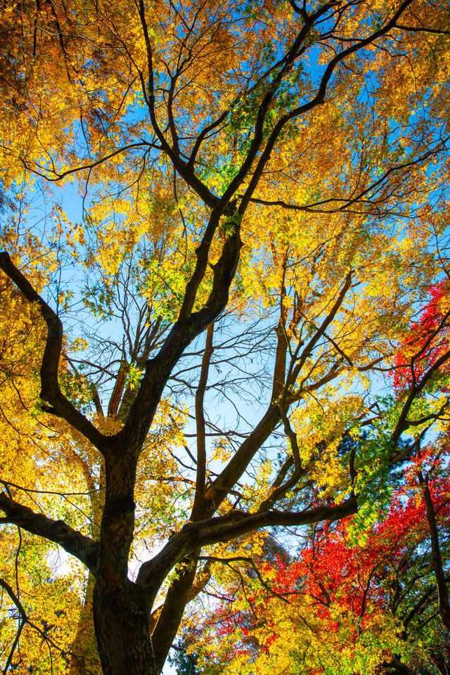 庐山歸來不看秋！我拍的30幅高清紅葉美景