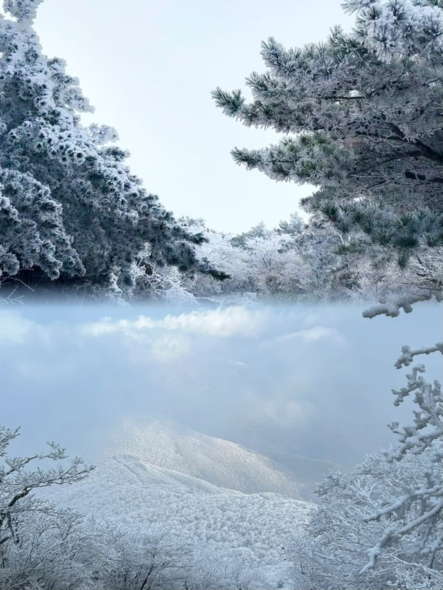 上海當日往返人回來了，魂還在冰天雪地