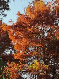 不是在京都，而是在魔都上海市中心