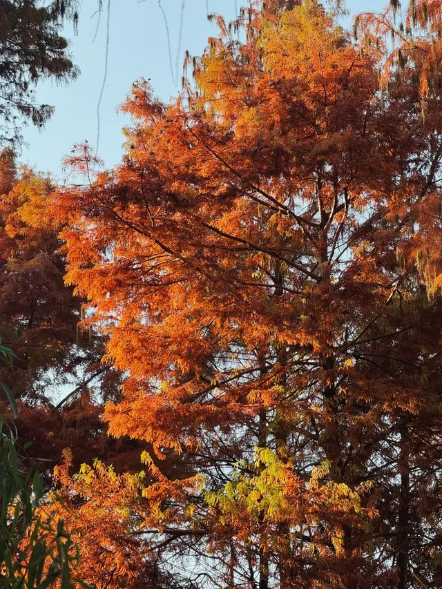 不是在京都，而是在魔都上海市中心