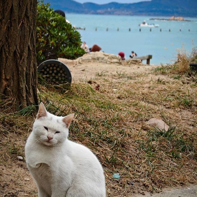 不可錯過的青島浪漫進行時『山東•青島八大關』