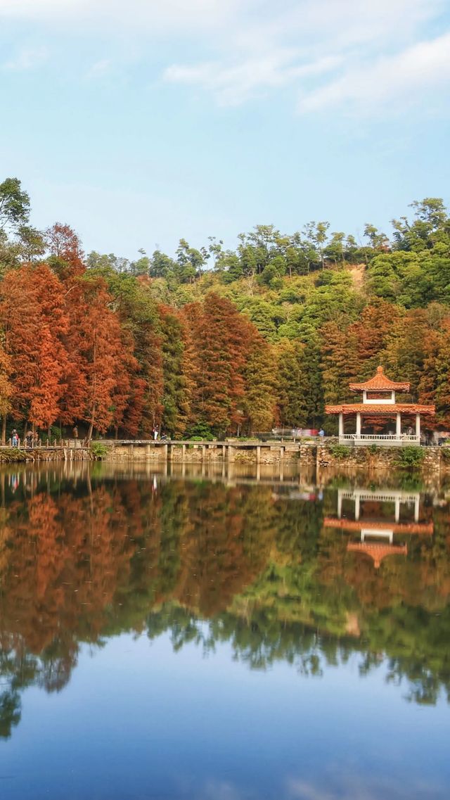 仙湖植物園的落羽杉，又紅了