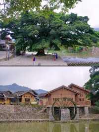 為了看這一棵千年榕樹，我來了雲水謠