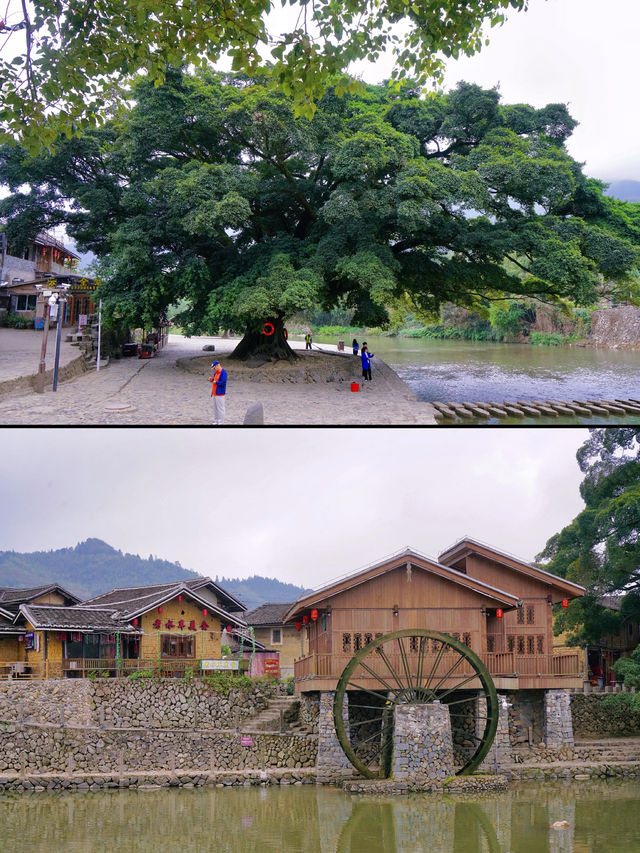 為了看這一棵千年榕樹，我來了雲水謠