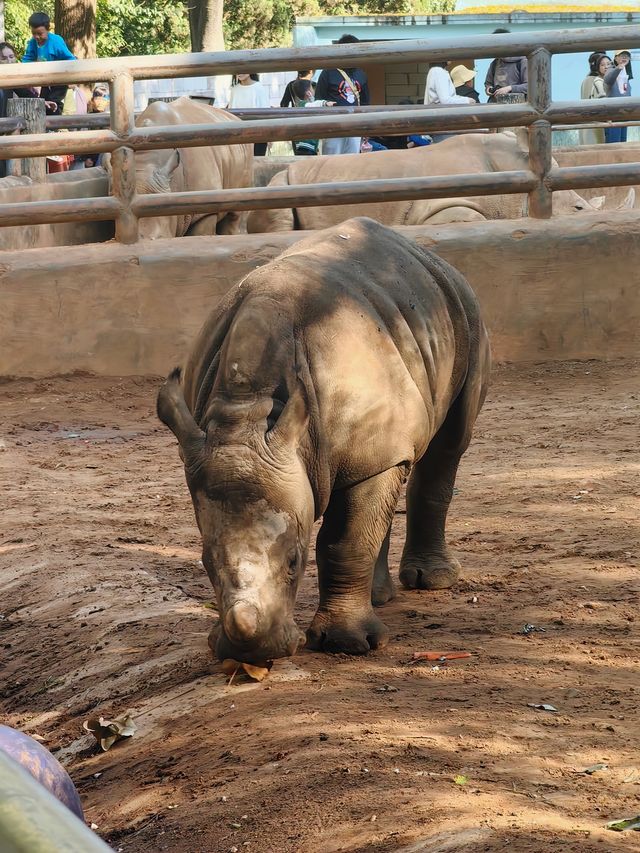 昆明圓通山動物園