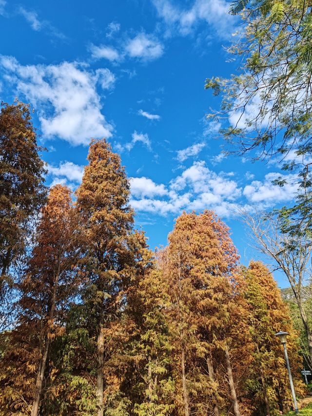 肇慶端州｜星湖濕地公園｜大自然美得不像話