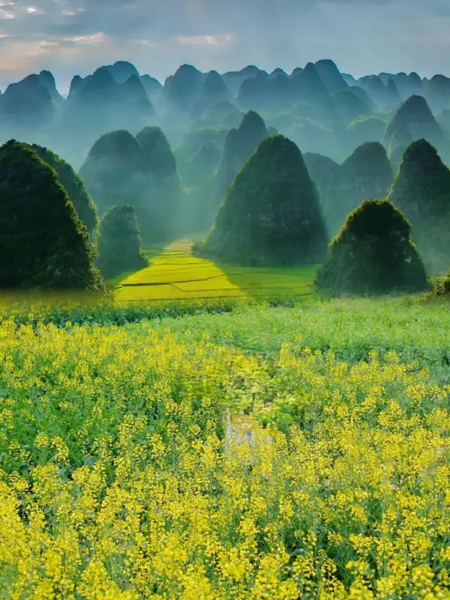 Xingyi Wanfenglin, the earliest rapeseed flower to bloom in the country