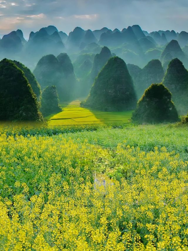興義萬峰林，全國最早開的油菜花開