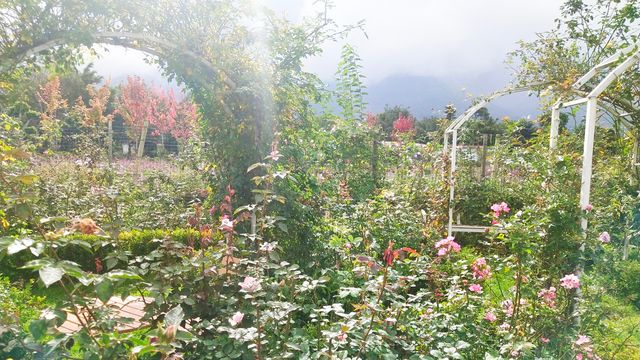 大理貓咪花園