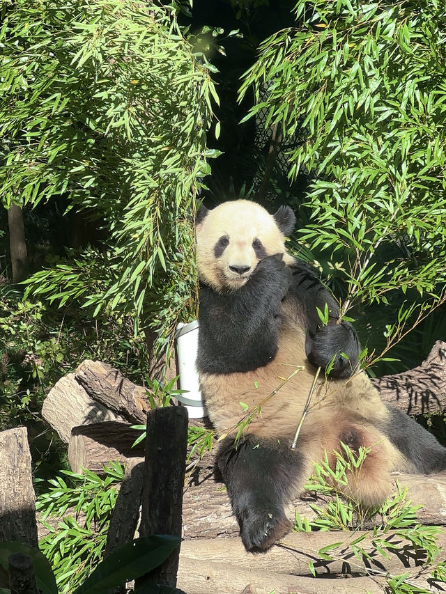 遛娃日記之五刷上海動物園