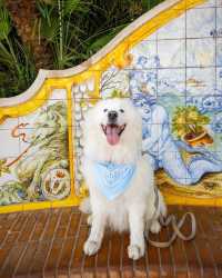 🌊☀️ A polar bear in Capri: The ultimate island adventure! 🌊☀️