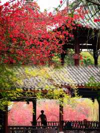 美爆了成都棠湖公園|海棠花盛開了，繽紛迷人