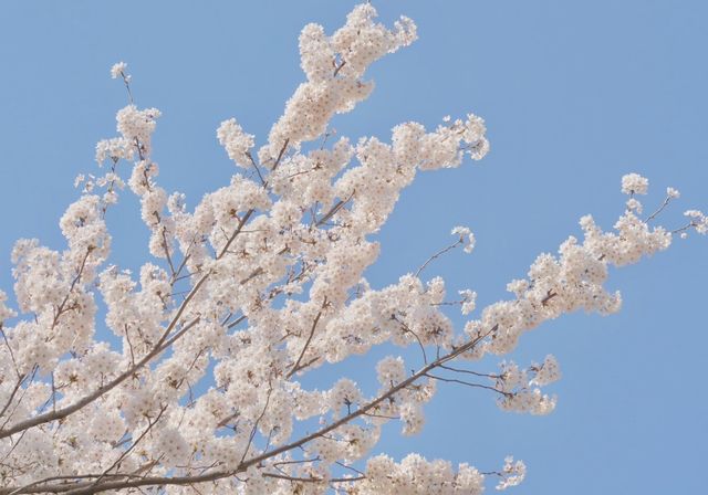 大連龍王塘櫻花園|浪漫之旅