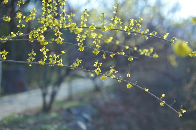 泰安環山路梅園，春日賞花好去處