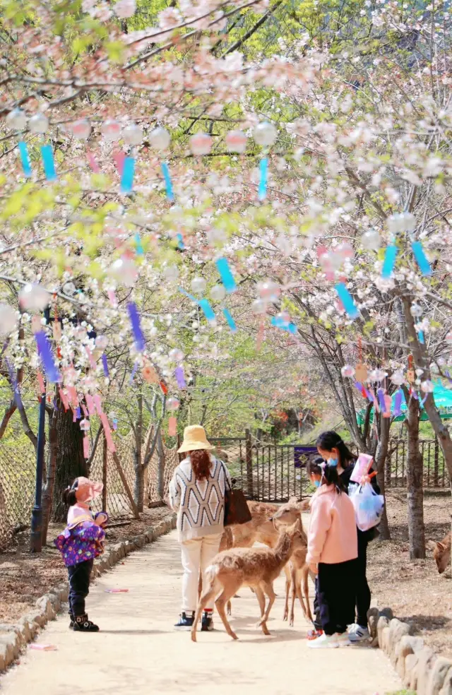 「桜開く黄陂」身を回して優しくした歳月、振り返って驚くほど美しい時光