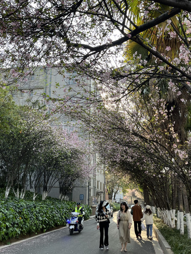 國保打卡：雲南大學會澤院（國八）