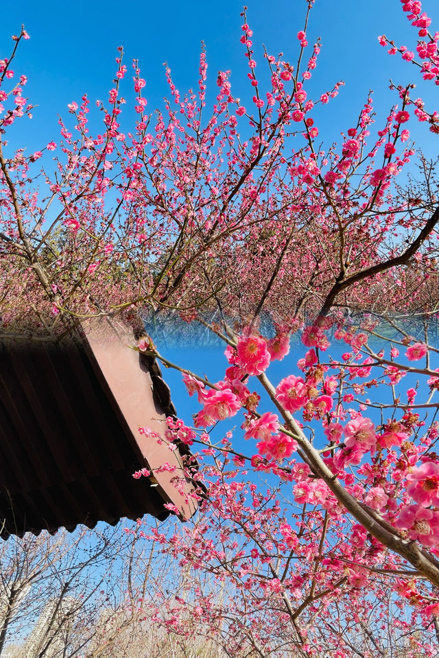 鄭州踏春好時節｜西流湖公園梅花正當時