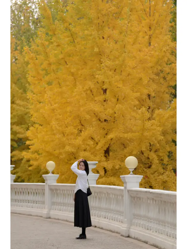 베이징에서 은행나무의 가장 아름다운 가을을 감상할 수 있는 이곳은 꼭 가봐야 해요