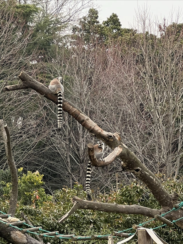 動物園一日遊，簡單易懂隨心攻略