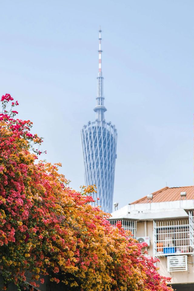 廣州赤崗天橋彩色三角梅花海