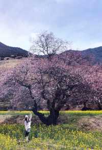 嘎拉村桃花朵朵開