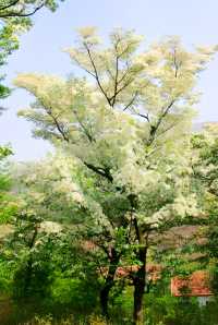 四至五月，來淄博體驗流蘇樹下的白色浪漫
