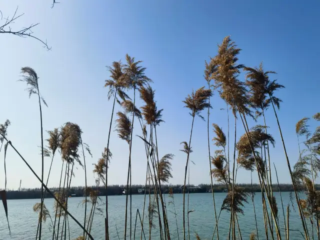 明珠湖一日遊，5A級免費景點一級棒！