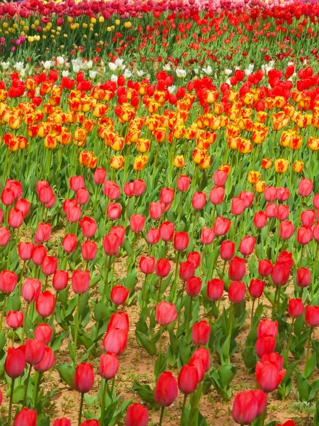 秦皇島新世紀公園&植物園|