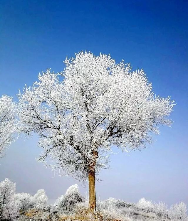 踏雪尋美，這個冬天我在臨洮等你賞雪