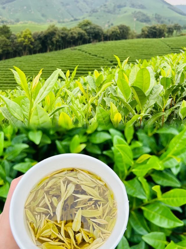 那片一望無際的茶園安吉白茶園