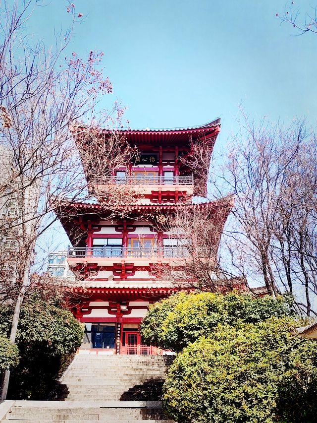 隨春天的腳步來豐慶公園一同感受暖陽、鮮花吧