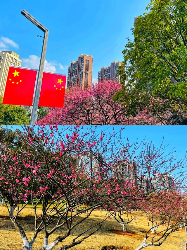 長沙｜小眾賞花踏青遊玩攻略—沙灣公園