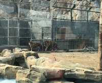 江蘇徐州九頂山野生動物園去親近大自然