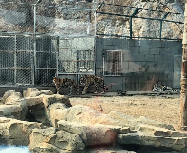 江蘇徐州九頂山野生動物園去親近大自然