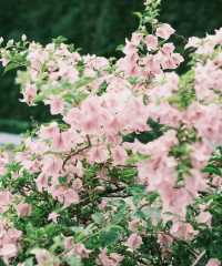 深圳「小花園」可以讓你出大片哦