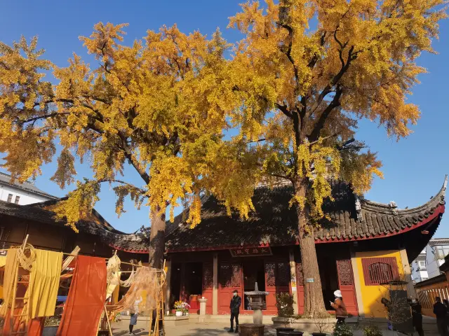 The ginkgo trees in Suzhou are a brilliant yellow in December, with the sunlight just right and the breeze not too dry