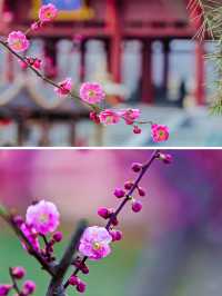 興慶宮的花開了