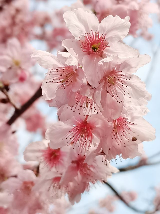 健康步道雲海線～狐尾山賞櫻