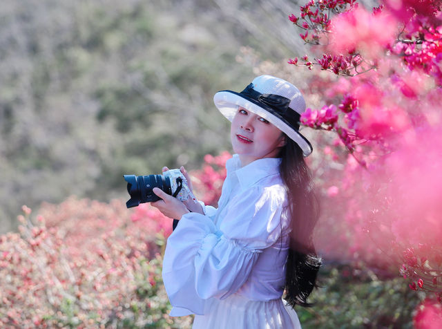 雲霧山木蘭花海杜鵑花開滿山紅