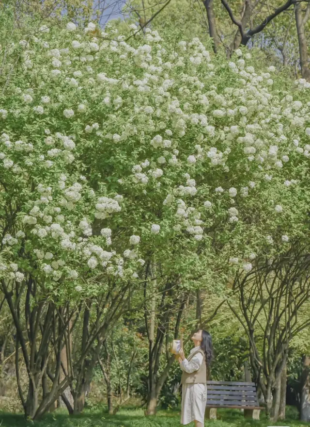 杭州｜春天我最愛的6個浪漫小眾寶藏地