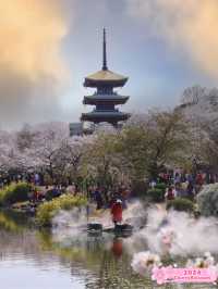 East Lake Cherry Orchard 🌸 🌳