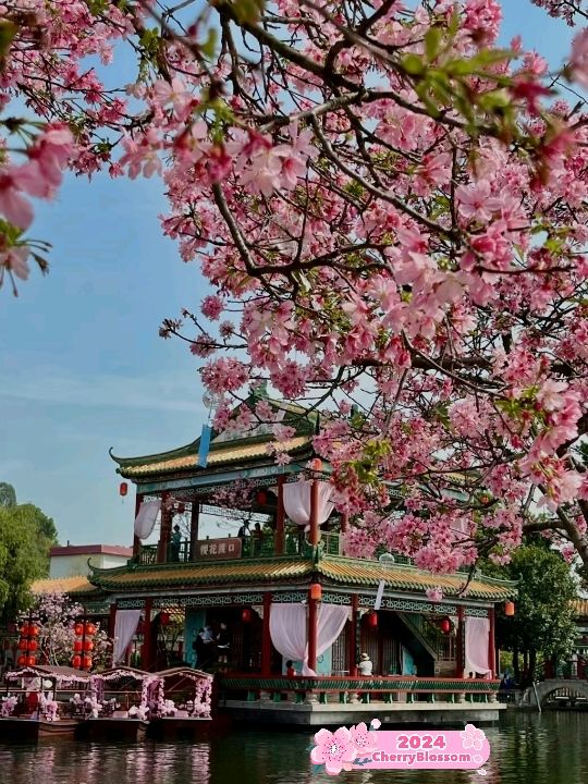 Romantic Cherry Blossoms Baomo Garden 🇨🇳